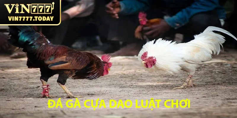 Đá gà cựa dao với luật chơi cụ thể