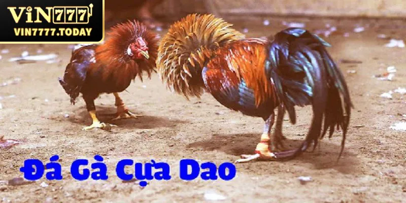 Đá gà cựa dao với các quy định trong trận