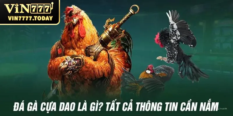 Đá gà cựa dao và những thông tin cần nắm