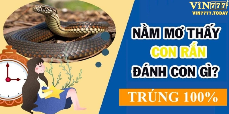 Mơ thấy rắn đánh gì?